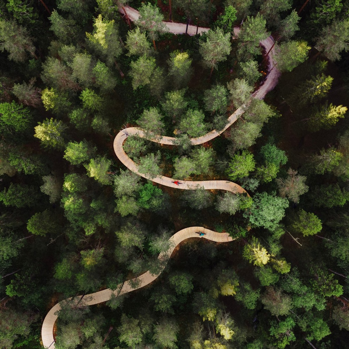 Bike trail meandering through woodland