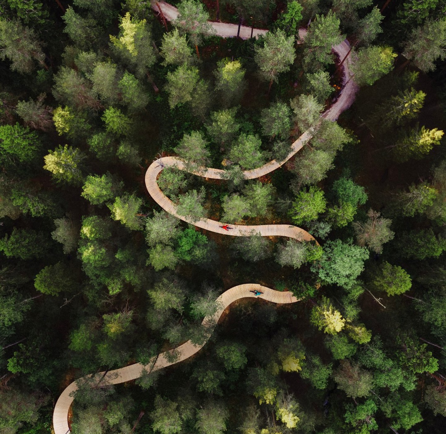 Bike trail meandering through woodland