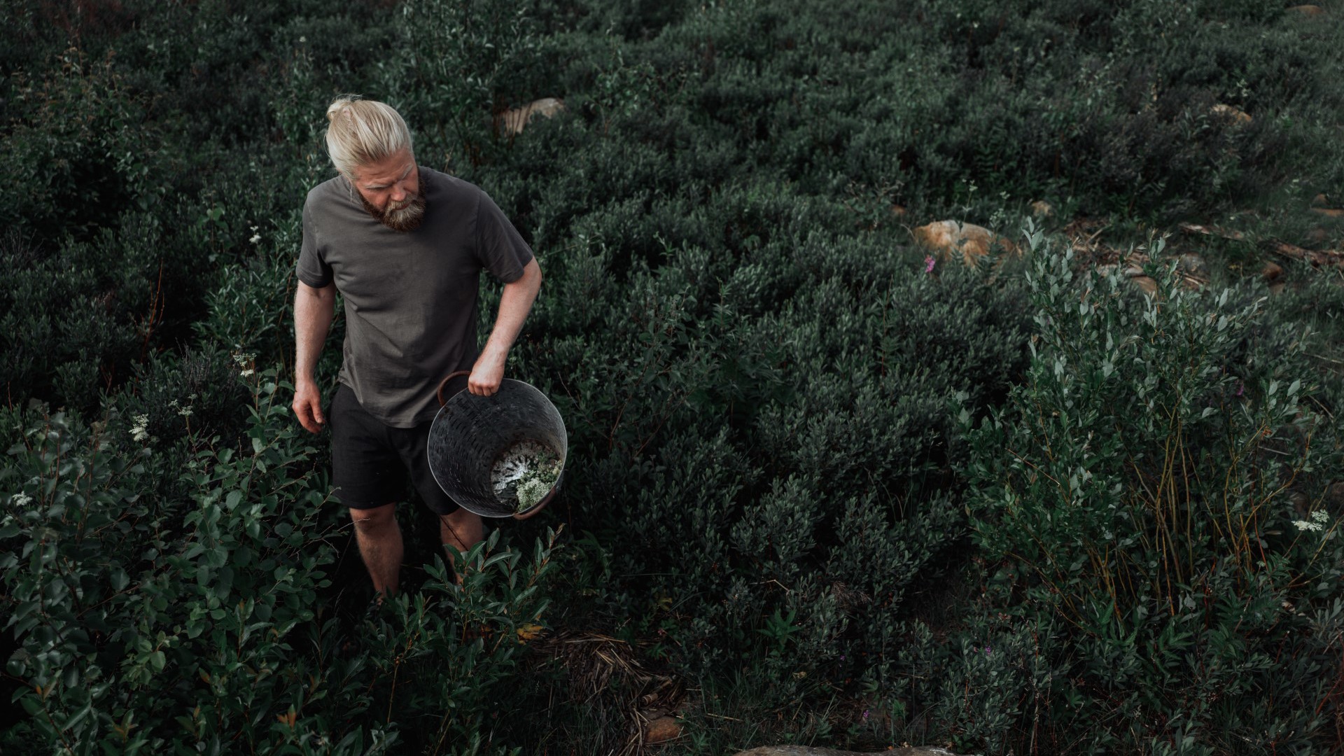 A man walking around bushes collecting berries. 